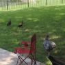 ducks chickens
