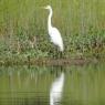 great egret