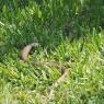 snake2