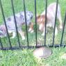 turtle dogs