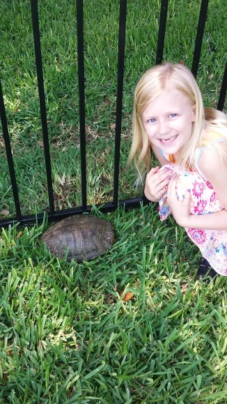 turtle hannah