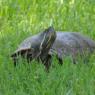 turtle3