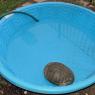 turtle4