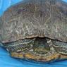 turtle5
