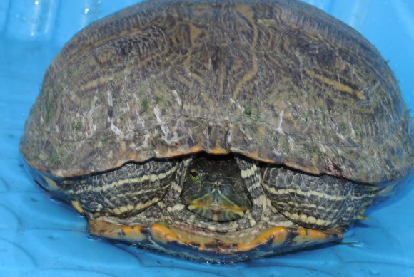 turtle5