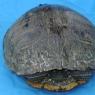 turtle6