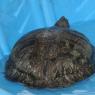 turtle7