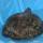 turtle7