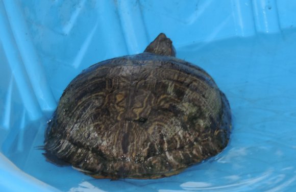turtle7