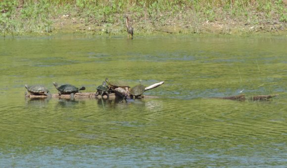 turtles (2)