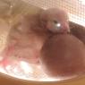 05 chick