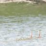 20 ducklings