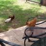 28 chicks
