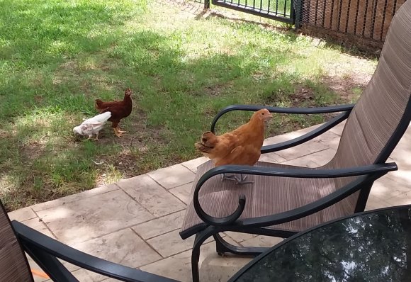 28 chicks