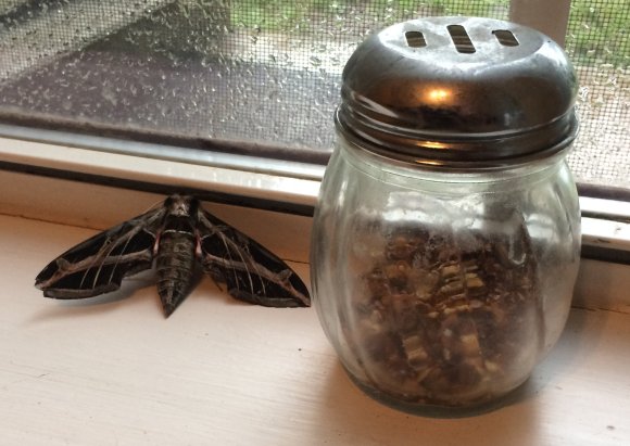 29 moth