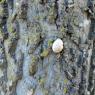40 snail