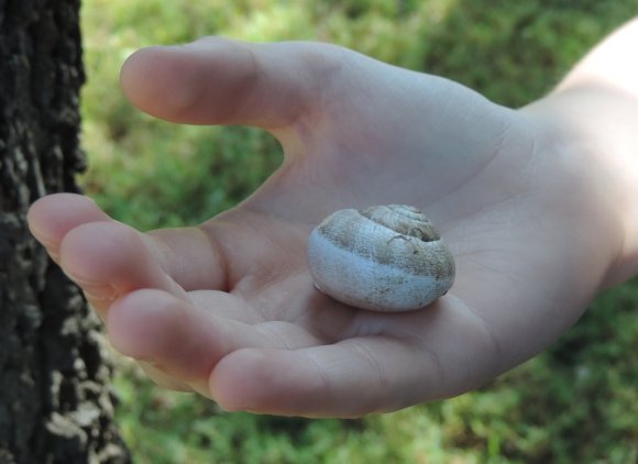 41 snail