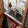 42 kele chickens