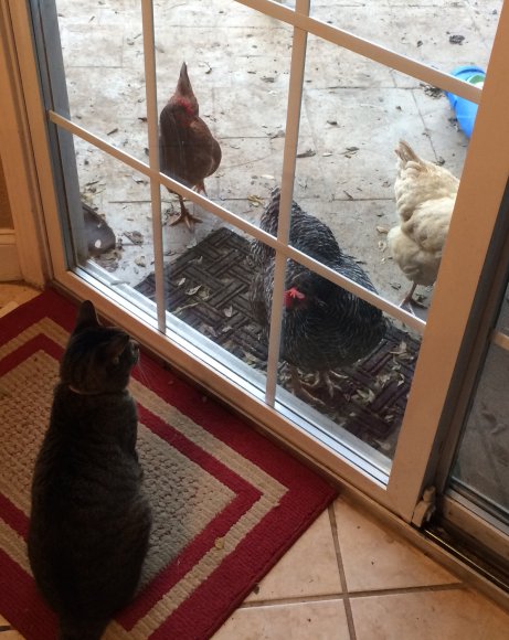 42 kele chickens