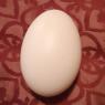 09 oct first egg2