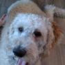 sammy december (3)