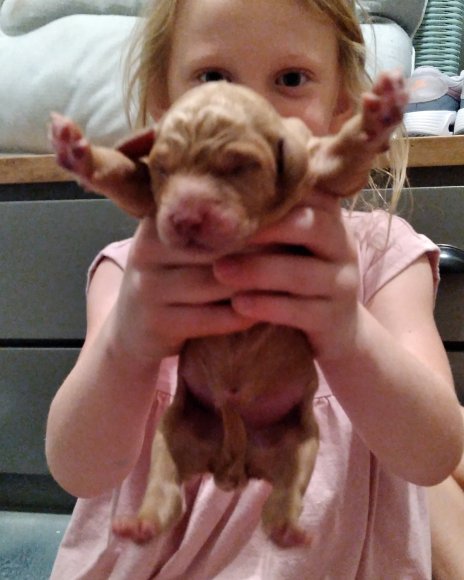 puppies (2)
