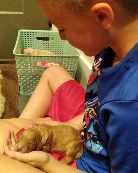 puppies (3)