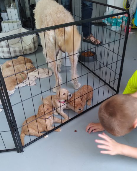puppies (5)