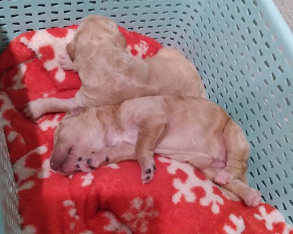 puppies (6)