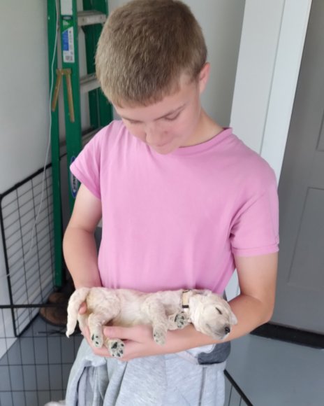puppies 3