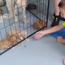 puppies 4