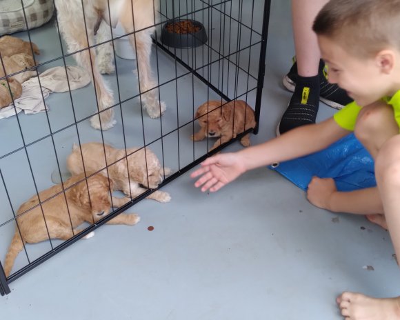 puppies 4