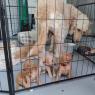 puppies 6