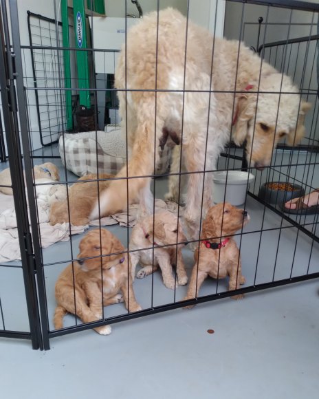 puppies 6