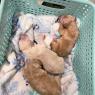 puppies