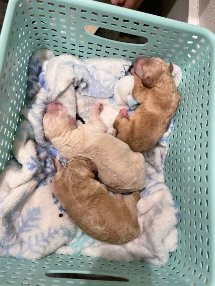puppies