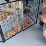 purrpies 5