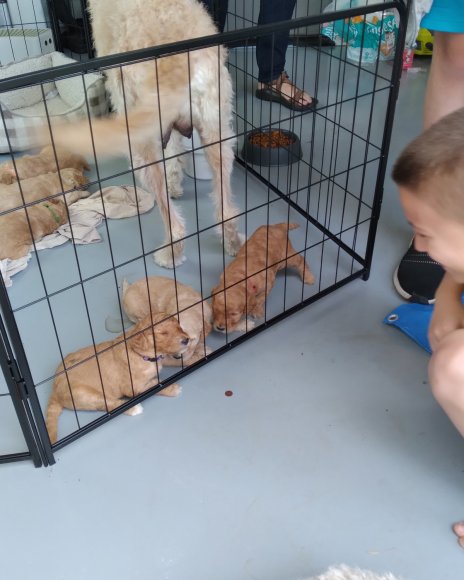 purrpies 5