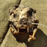 cat skull (1)