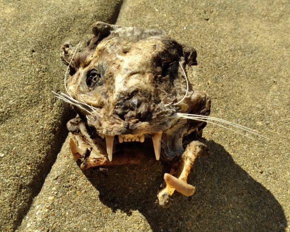 cat skull (1)