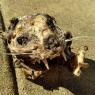 cat skull (2)