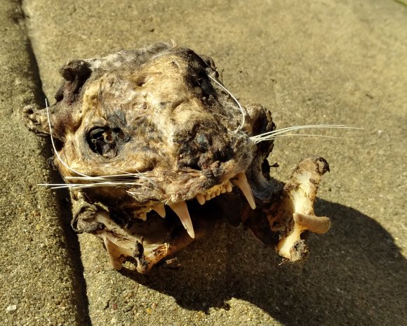 cat skull (2)