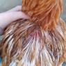 hurt chicken and hurt sam (1)