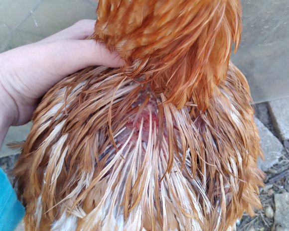 hurt chicken and hurt sam (1)