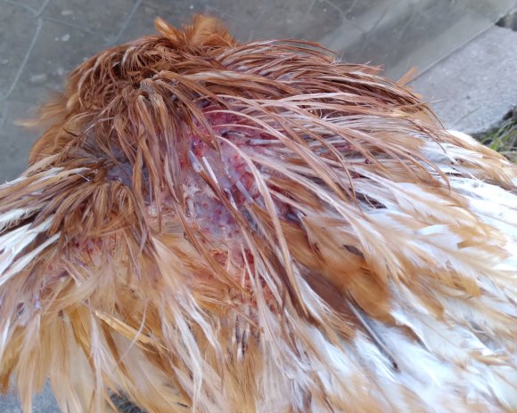 hurt chicken and hurt sam (2)