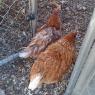 hurt chicken and hurt sam (3)