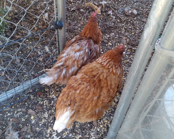 hurt chicken and hurt sam (3)