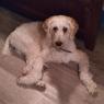 sam (1)