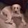 sam (1)