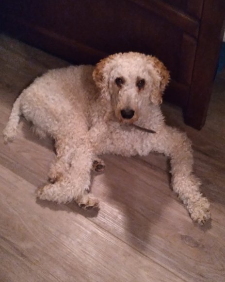 sam (1)